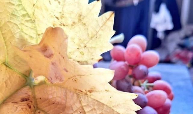 Manisa’nın Sarıgöl ilçesinde hasat kışın da devam edecek