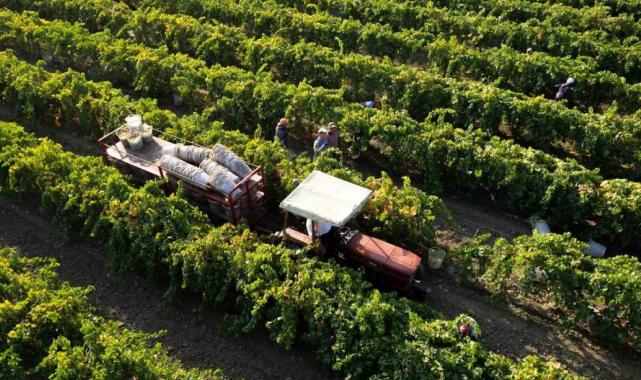 Manisa’nın sultani üzümü ihracatta kazandırdı