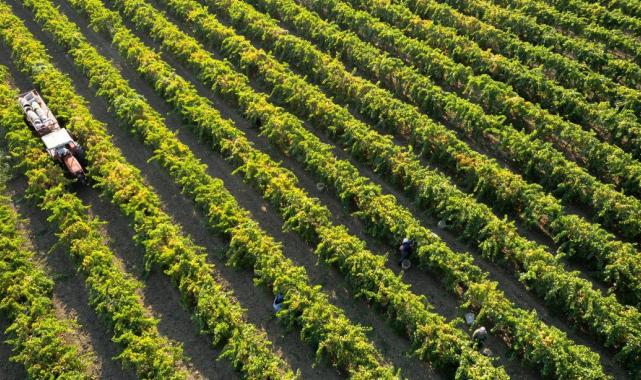 Manisa’nın sultani üzümü ihracatta kazandırdı