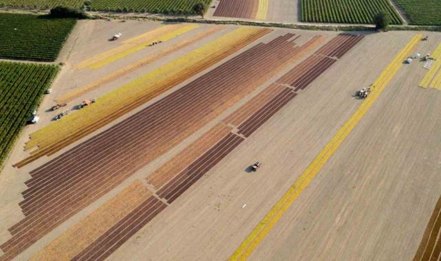 Manisa’nın sultani üzümü ihracatta kazandırdı