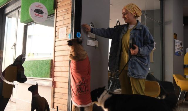 Mersin'de acı kaza: Klinikten yola fırlayan köpeklere araç çarptı
