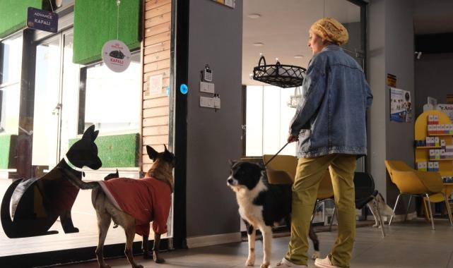 Mersin'de acı kaza: Klinikten yola fırlayan köpeklere araç çarptı