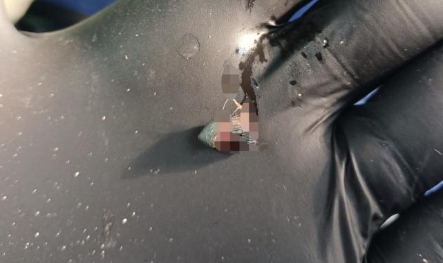 Osmaniye'de arabanın çarptığı sanılan kedinin silahla vurulduğu öğrenildi