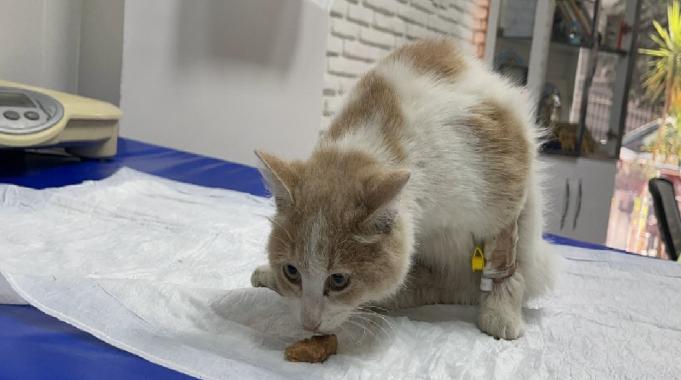 Osmaniye'de arabanın çarptığı sanılan kedinin silahla vurulduğu öğrenildi