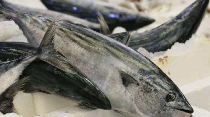 Palamut Kastamonulu balıkçıların yüzünü güldürdü