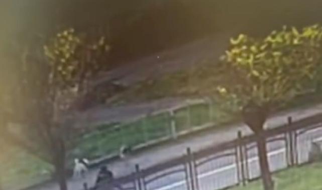 Rize'de başıboş köpekler kaldırımda yürüyen kadına saldırdı