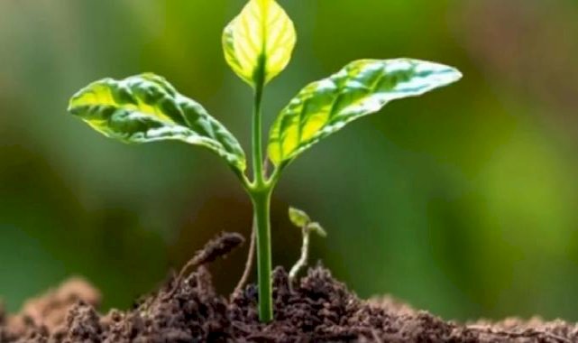 11 Kasım'da 'geleceğe nefes' olunacak... Zarar görmüş ormanlar ağaçlandırılıyor