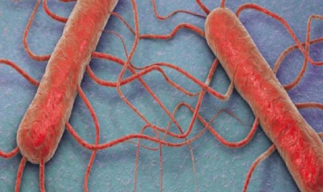 ABD’de listeria alarmı: Bir bebek öldü, 9 kişi hastaneye kaldırıldı