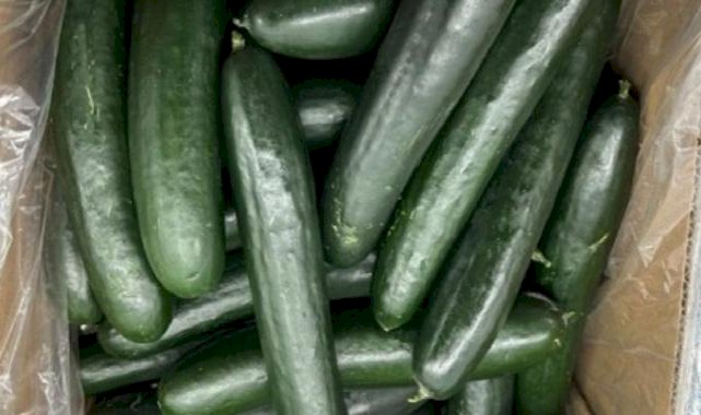 ABD’de salatalıklar salmonella riski nedeniyle incelemeye alındı