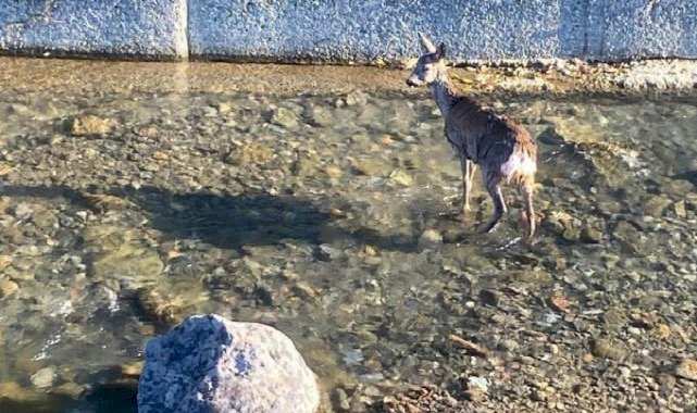 Artvin'de dereye düşen karacayı, jandarma ekipleri kurtardı