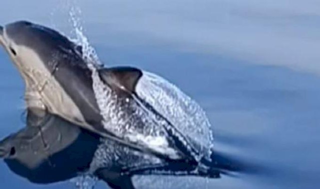 Ayvalık'ta 10 yunusun tekne ile yarışı görüntülendi