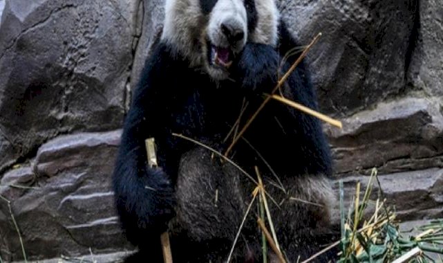 Çin’de 100 bin yıllık dev panda fosilleri bulundu