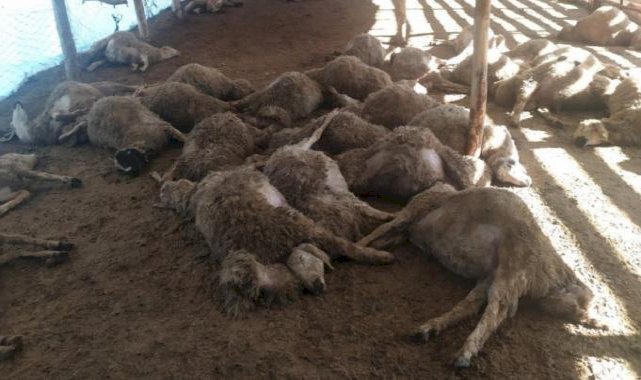 Erzincan'da kurt sürüsü 60 koyunu telef etti