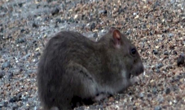 Hatay'da kara yolunu istila eden fare nüfusu katlanarak büyüyor