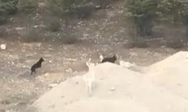 Isparta'da başıboş köpekler keçi sürüsüne saldırdı
