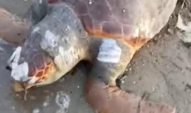 İzmir'de sahilde ölü deniz kaplumbağası bulundu