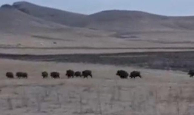 Kars'ta domuz sürüsü kayda alındı