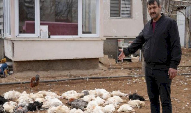 Kırıkkale'de başıboş köpek dehşeti: Tavukları parçaladılar