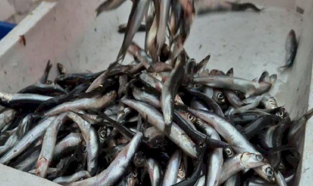 Tekirdağ’da hamsi 100 liradan satılıyor