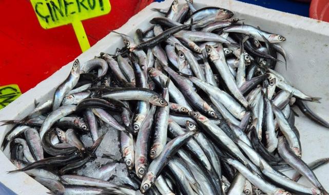 Tekirdağ’da hamsi 100 liradan satılıyor