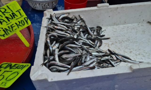 Tekirdağ’da hamsi 100 liradan satılıyor