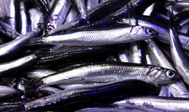 Trabzon’da hamsi bolluğu başladı