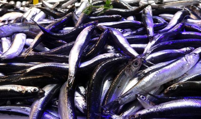 Trabzon’da hamsi bolluğu başladı