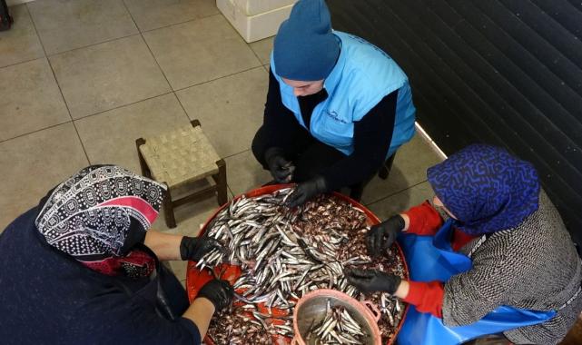 Trabzon’da hamsi bolluğu başladı