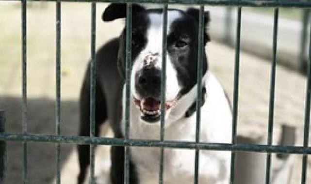 Trabzonlu Başkan Ahmet Metin Genç, sokak köpeğini eliyle besledi