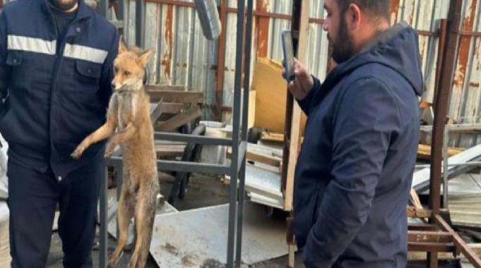 Zonguldak'ta köpeklerin saldırısına uğrayan tilki fabrikaya sığındı