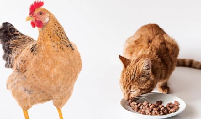 ABD'de kuş gribi salgını yayılıyor!