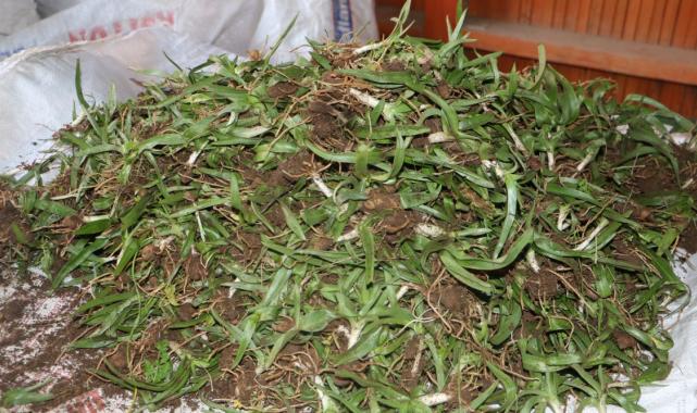 Altın fiyatıyla yarışan salep tozu 6 bin TL'ye satılıyor