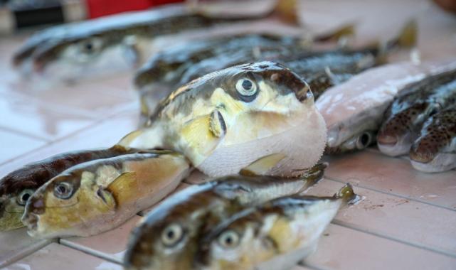 Antalya'da balıkçılar balon balığı avcılığından 747 bin 544 lira kazandı