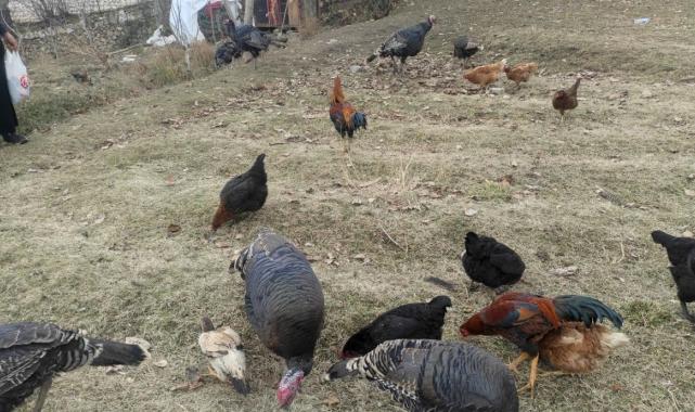 Batman'da sokak köpekleri dehşet saçtı