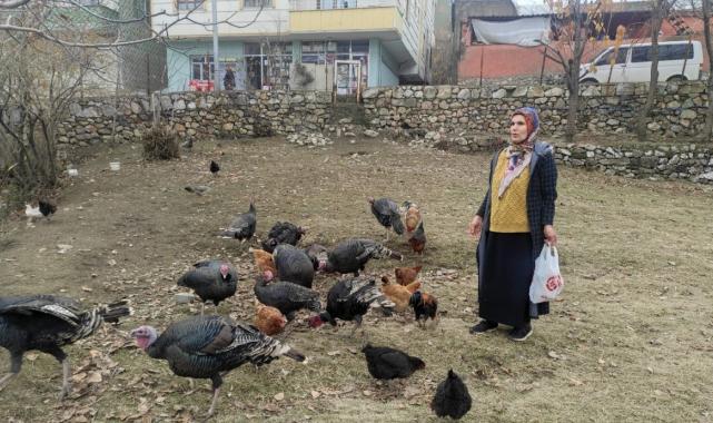 Batman'da sokak köpekleri dehşet saçtı