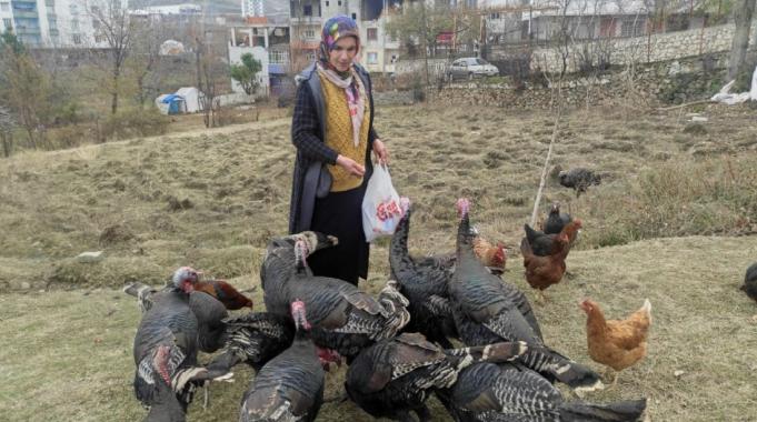 Batman&#039;da sokak köpekleri dehşet saçtı