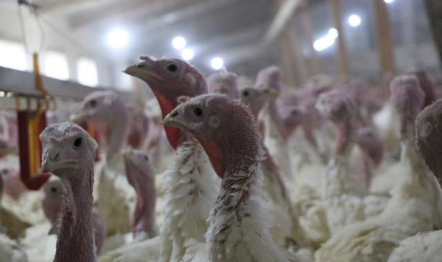 Bolu’da yılbaşına özel 150 bin hindi üretildi