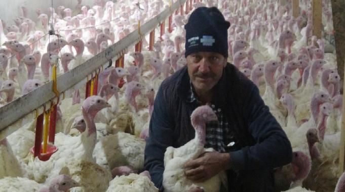 Bolu’da yılbaşına özel 150 bin hindi üretildi