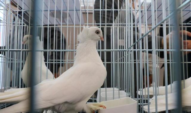 Bu güvercinlerin değeri arabalarla yarışıyor!