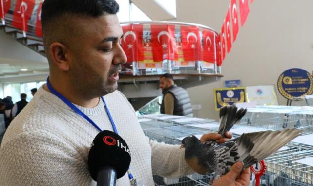 Bu güvercinlerin değeri arabalarla yarışıyor!