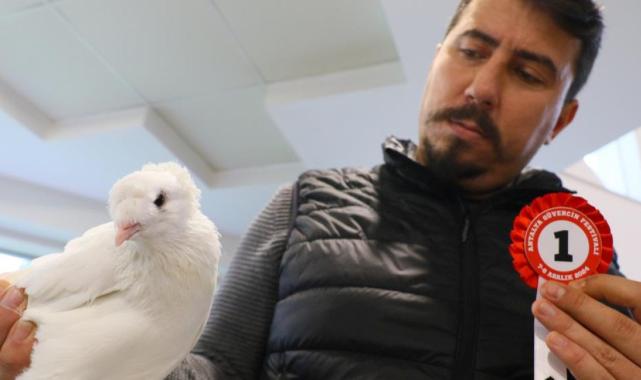 Bu güvercinlerin değeri arabalarla yarışıyor!