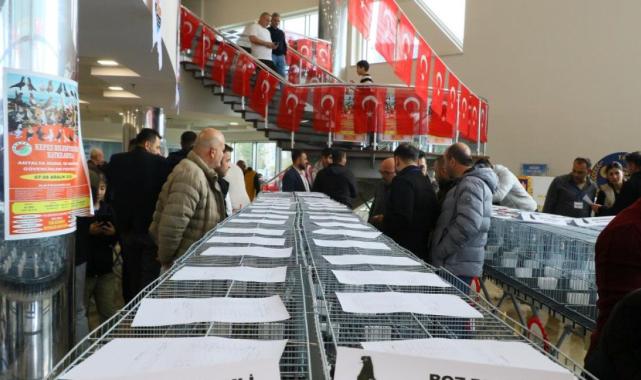 Bu güvercinlerin değeri arabalarla yarışıyor!