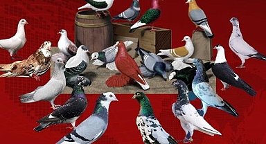 Bu güvercinlerin değeri arabalarla yarışıyor!