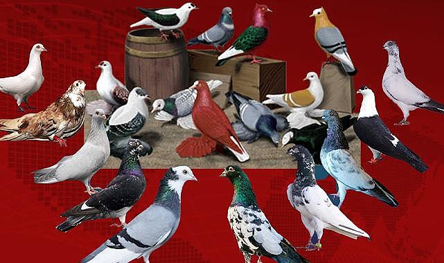 Bu güvercinlerin değeri arabalarla yarışıyor!