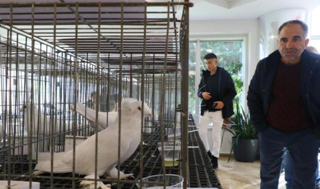 Bu güvercinlerin değeri arabalarla yarışıyor!