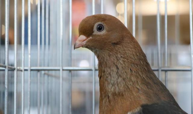 Bu güvercinlerin değeri arabalarla yarışıyor!