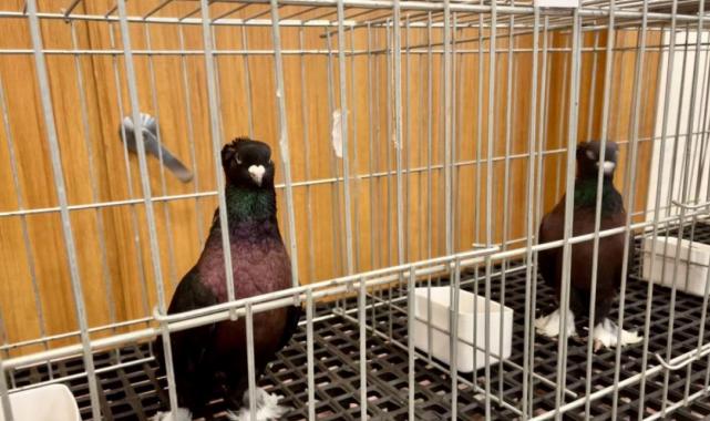 Bu güvercinlerin değeri arabalarla yarışıyor!