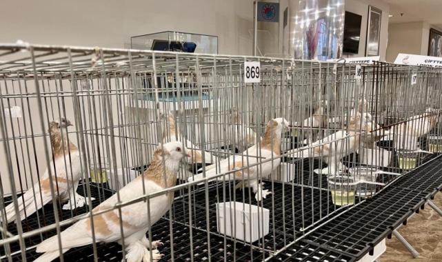 Bu güvercinlerin değeri arabalarla yarışıyor!