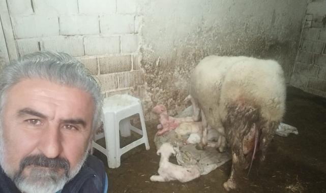 Denizli'de dördüz doğuran koyun, sahibini sevindirdi