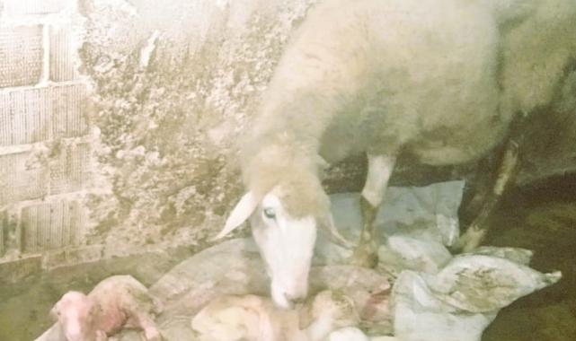 Denizli'de dördüz doğuran koyun, sahibini sevindirdi